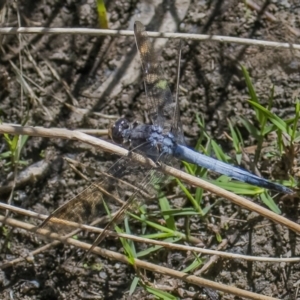 Orthetrum caledonicum at Googong, NSW - 18 Feb 2022