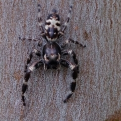 Sandalodes superbus (Ludicra Jumping Spider) at Holt, ACT - 19 Mar 2022 by Kurt