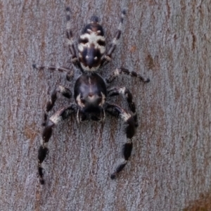 Sandalodes superbus at Holt, ACT - 19 Mar 2022 12:09 PM