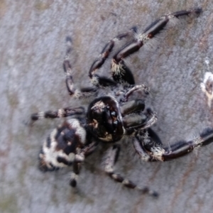 Sandalodes superbus at Holt, ACT - 19 Mar 2022 12:09 PM