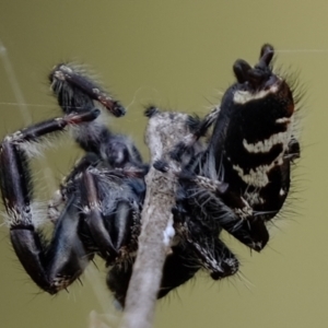 Sandalodes superbus at Holt, ACT - 19 Mar 2022 12:09 PM