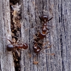 Papyrius sp. (genus) at Holt, ACT - 19 Mar 2022