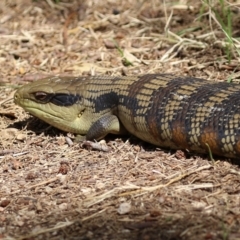 Tiliqua scincoides scincoides (Eastern Blue-tongue) at Jerrabomberra Wetlands - 18 Mar 2022 by RodDeb