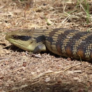 Tiliqua scincoides scincoides at Fyshwick, ACT - 18 Mar 2022 01:56 PM