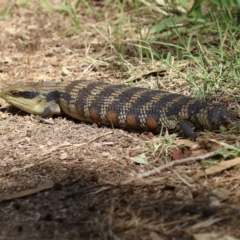 Tiliqua scincoides scincoides at Fyshwick, ACT - 18 Mar 2022