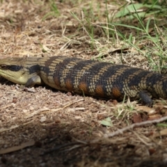 Tiliqua scincoides scincoides at Fyshwick, ACT - 18 Mar 2022 01:56 PM