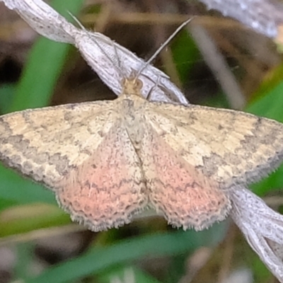 Scopula rubraria (Reddish Wave, Plantain Moth) at Coree, ACT - 19 Mar 2022 by Kurt