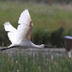 Platalea regia at Fyshwick, ACT - 18 Mar 2022