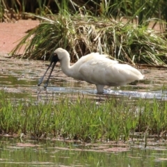 Platalea regia at Fyshwick, ACT - 18 Mar 2022