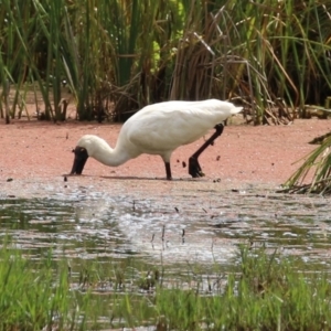 Platalea regia at Fyshwick, ACT - 18 Mar 2022