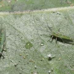 Protyora sterculiae at Acton, ACT - 18 Mar 2022