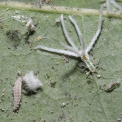 Protyora sterculiae at Acton, ACT - 18 Mar 2022