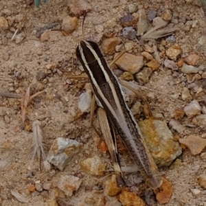 Macrotona australis at Coree, ACT - 19 Mar 2022 11:39 AM