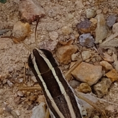 Macrotona australis at Coree, ACT - 19 Mar 2022 11:39 AM