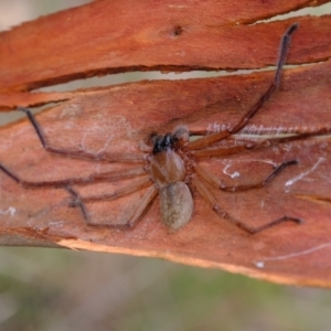 Delena cancerides at Holt, ACT - 19 Mar 2022 12:12 PM