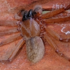 Delena cancerides at Holt, ACT - 19 Mar 2022 12:12 PM