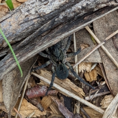 Lycosidae (family) (Unidentified wolf spider) at Watson, ACT - 19 Mar 2022 by AniseStar