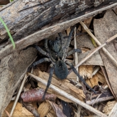 Lycosidae (family) at Watson, ACT - 19 Mar 2022 02:18 PM