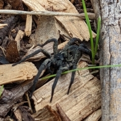 Lycosidae (family) at Watson, ACT - 19 Mar 2022 02:18 PM