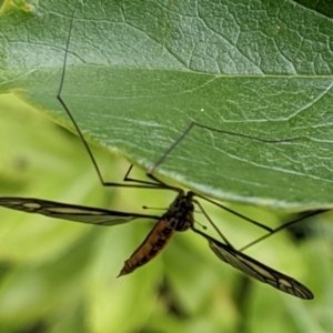 Ptilogyna sp. (genus) at Watson, ACT - 19 Mar 2022