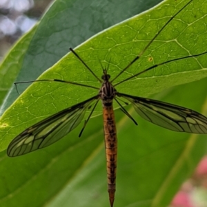 Ptilogyna sp. (genus) at Watson, ACT - 19 Mar 2022