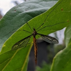 Ptilogyna sp. (genus) at Watson, ACT - 19 Mar 2022