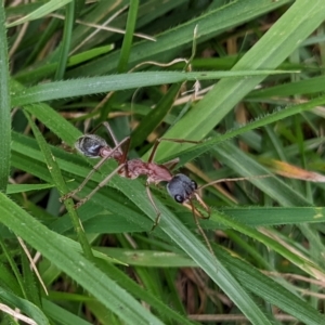 Myrmecia nigriceps at Watson, ACT - 19 Mar 2022