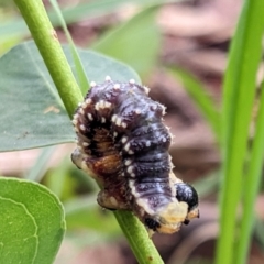 Pergidae sp. (family) (Unidentified Sawfly) at Watson Green Space - 19 Mar 2022 by AniseStar