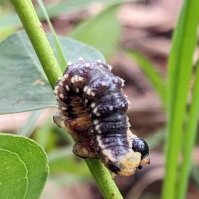 Pergidae sp. (family) (Unidentified Sawfly) at Watson Green Space - 19 Mar 2022 by AniseStar