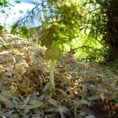 Unidentified Cap on a stem; gills below cap [mushrooms or mushroom-like] at Kambah, ACT - 29 Dec 2021 by GirtsO