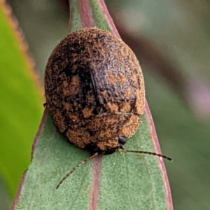 Trachymela sp. (genus) at Kambah, ACT - 19 Mar 2022