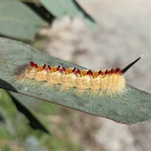 Trichiocercus sparshalli at Kambah, ACT - 19 Mar 2022