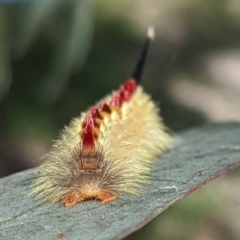 Trichiocercus sparshalli at Kambah, ACT - 19 Mar 2022 04:00 PM