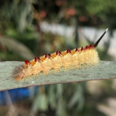 Trichiocercus sparshalli at Kambah, ACT - 19 Mar 2022