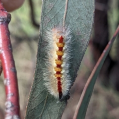 Trichiocercus sparshalli at Kambah, ACT - 19 Mar 2022