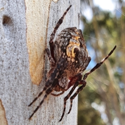 Socca pustulosa (Knobbled Orbweaver) at Rugosa - 19 Mar 2022 by SenexRugosus