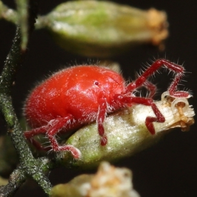 Trombidiidae (family) (Red velvet mite) at ANBG - 18 Mar 2022 by TimL