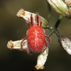 Trombidiidae (family) at Acton, ACT - 18 Mar 2022 12:43 PM