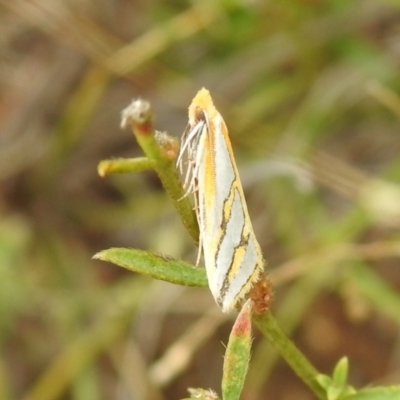 Thudaca mimodora (A Gelechioid moth) at Carwoola, NSW - 19 Mar 2022 by Liam.m