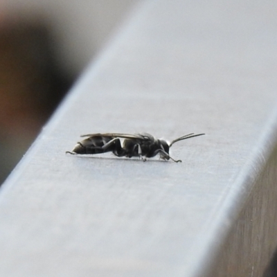 Pison sp. (genus) (Black mud-dauber wasp) at Carwoola, NSW - 18 Mar 2022 by Liam.m