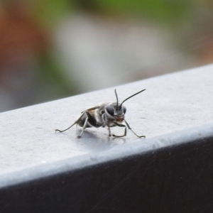 Pison sp. (genus) at Carwoola, NSW - suppressed