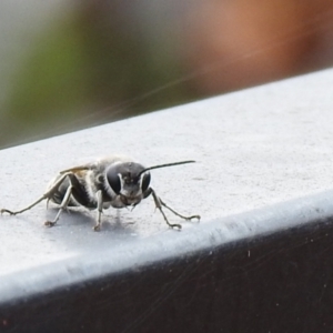 Pison sp. (genus) at Carwoola, NSW - 19 Mar 2022