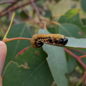 Pergidae sp. (family) at Stromlo, ACT - 18 Mar 2022