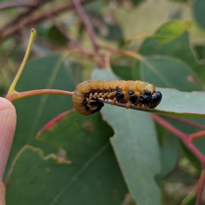 Pergidae sp. (family) (Unidentified Sawfly) at Stromlo, ACT - 18 Mar 2022 by HelenCross