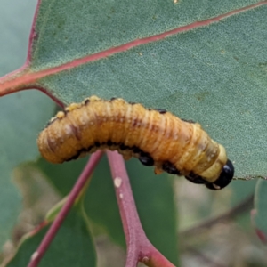 Pergidae sp. (family) at Stromlo, ACT - 18 Mar 2022