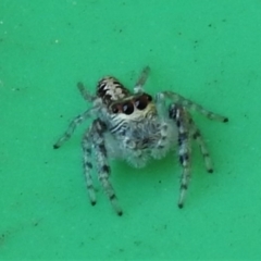 Clynotis severus at Wanniassa, ACT - 19 Mar 2022 04:20 PM