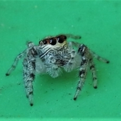 Clynotis severus at Wanniassa, ACT - 19 Mar 2022 04:20 PM