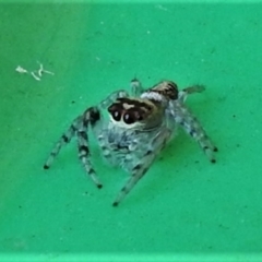 Clynotis severus at Wanniassa, ACT - 19 Mar 2022 04:20 PM