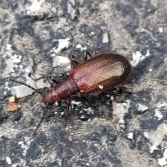 Ecnolagria grandis (Honeybrown beetle) at Paddys River, ACT - 19 Mar 2022 by trevorpreston