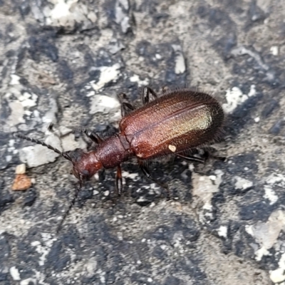 Ecnolagria grandis (Honeybrown beetle) at Paddys River, ACT - 19 Mar 2022 by trevorpreston